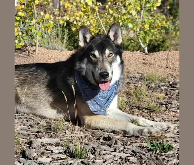 Lakota a dog tested with EmbarkVet.com
