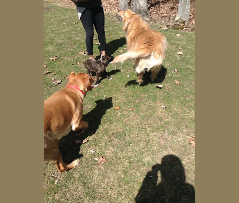 Murray, a Boxer tested with EmbarkVet.com