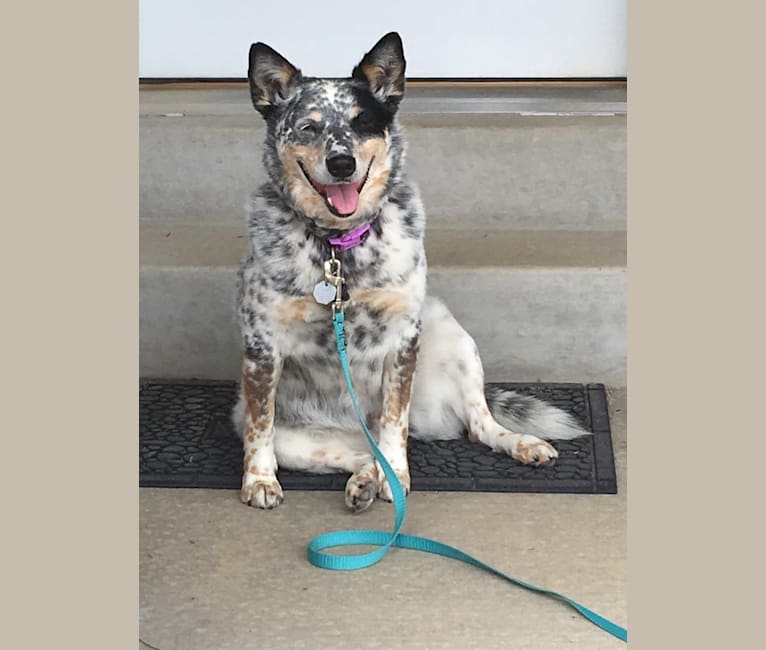 Lottie, an Australian Cattle Dog and Border Collie mix tested with EmbarkVet.com