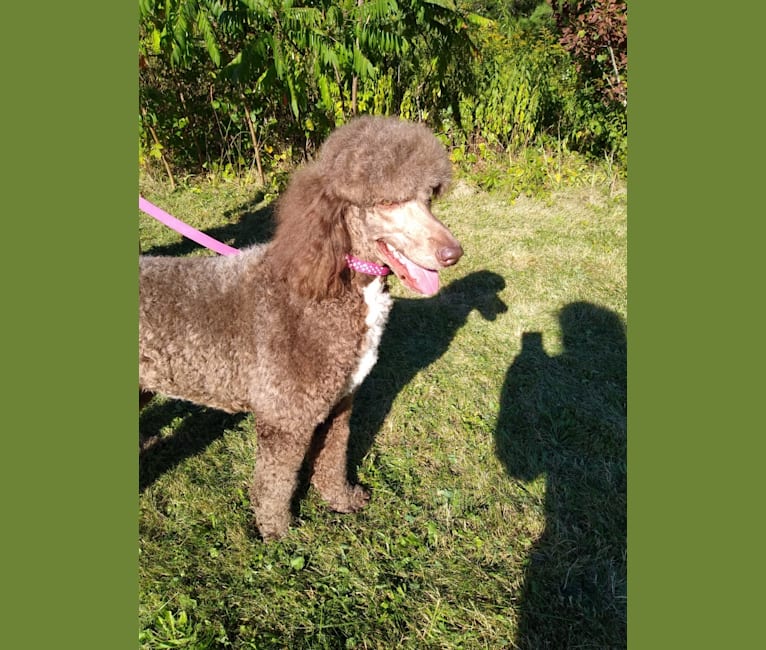 Jasmine, a Poodle (Standard) tested with EmbarkVet.com