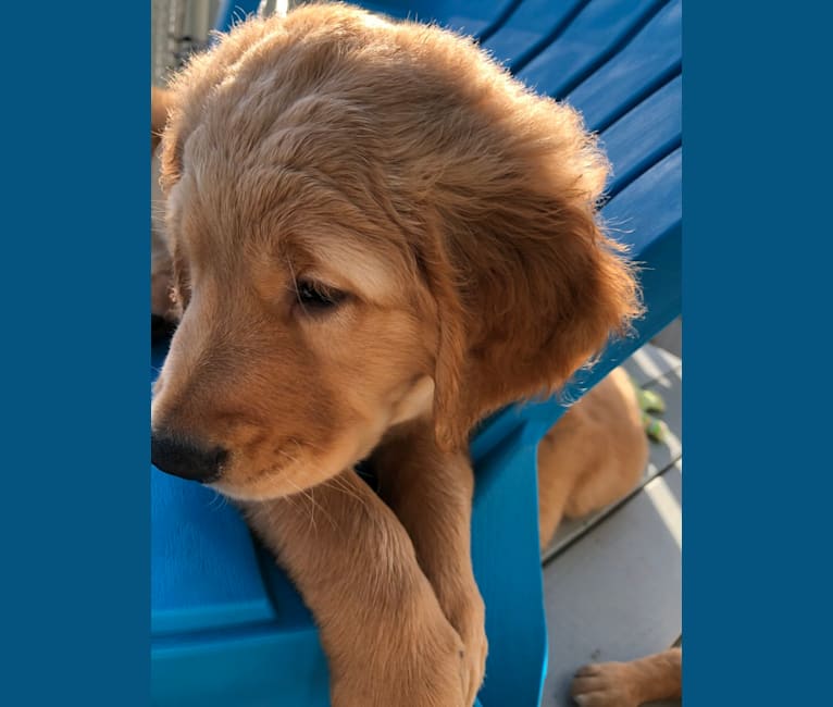 Moose, a Golden Retriever tested with EmbarkVet.com