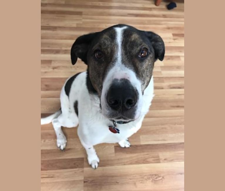 Embark Dog Dna Test Breed