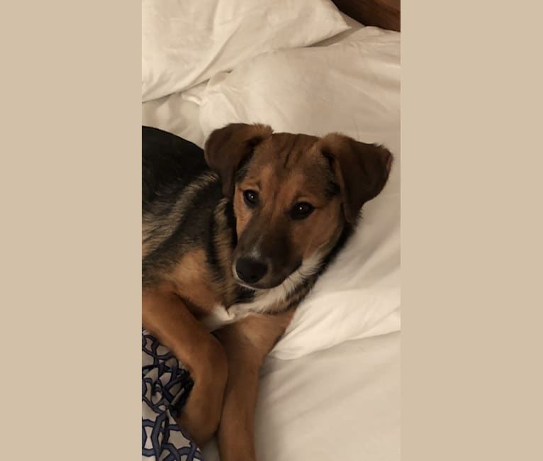 Redbone coonhound sale husky mix