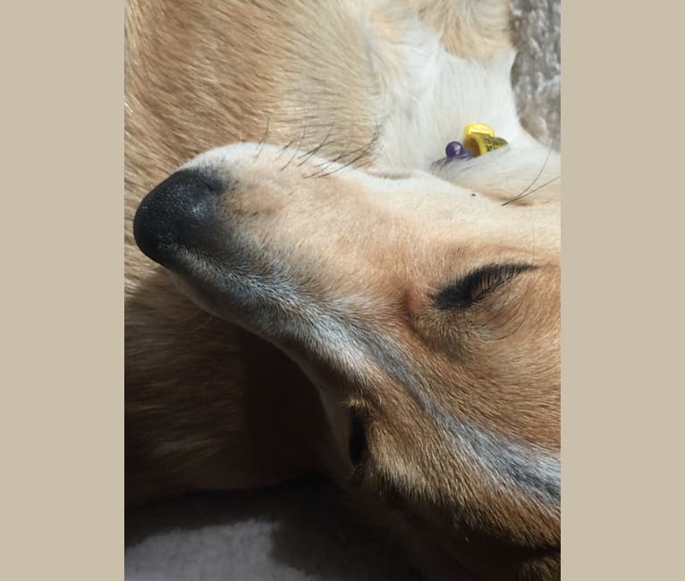 Chamonix, an Australian Cattle Dog and Australian Kelpie mix tested with EmbarkVet.com