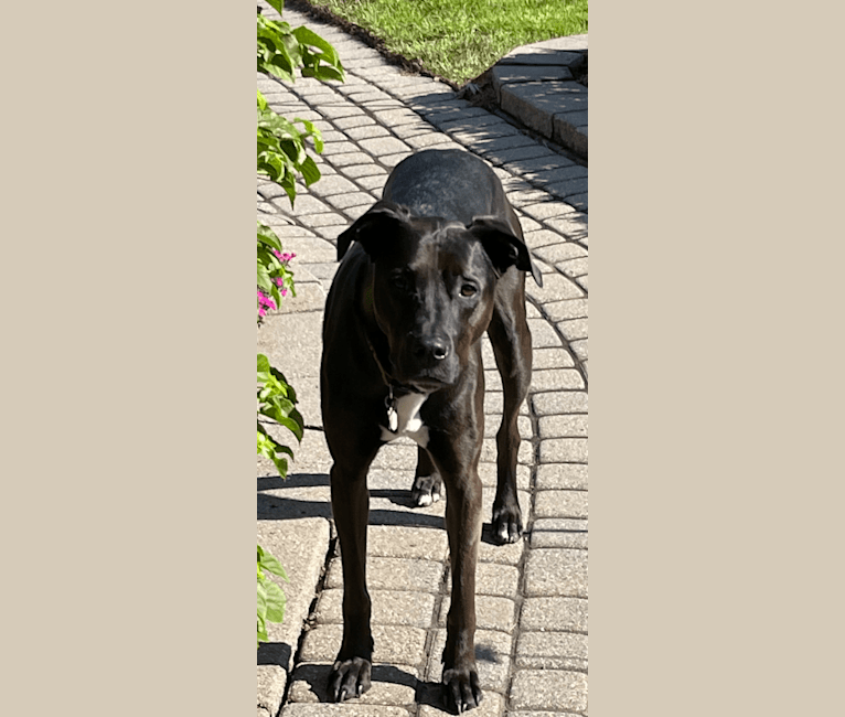 Axel, a Staffordshire Terrier and Rottweiler mix tested with EmbarkVet.com