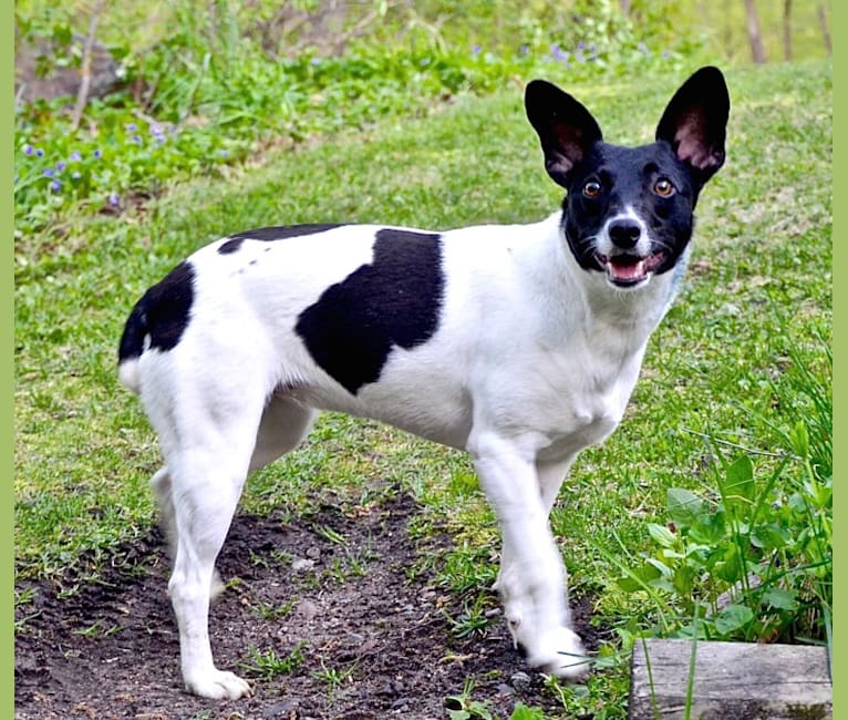 Maisey, a Rat Terrier and Toy Fox Terrier mix tested with EmbarkVet.com