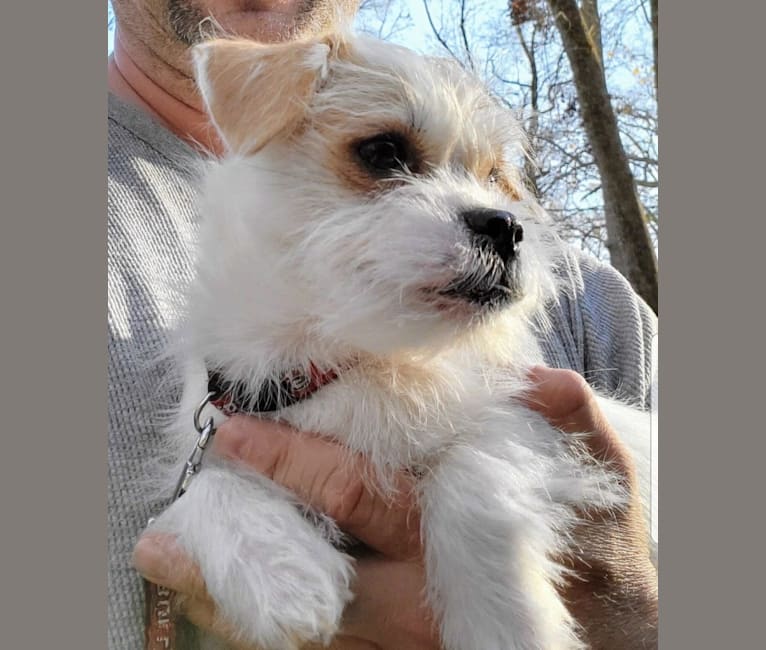 Teddy Bear, a Pekingese and Pomeranian mix tested with EmbarkVet.com