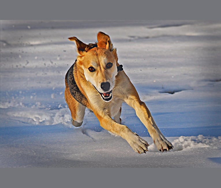 Mushski, an Alaskan-type Husky and Golden Retriever mix tested with EmbarkVet.com