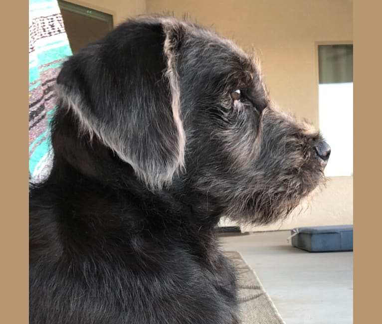Embark Dog DNA Test Breed