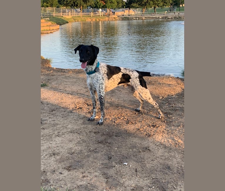 Huey, a German Shorthaired Pointer and Border Collie mix tested with EmbarkVet.com