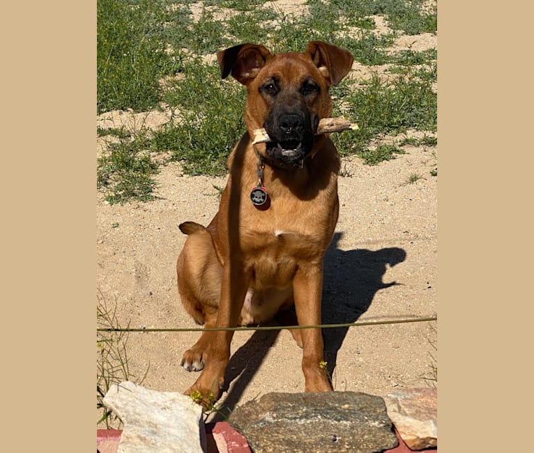 Moose Rex Zipp, a Boxer and German Shepherd Dog mix tested with EmbarkVet.com