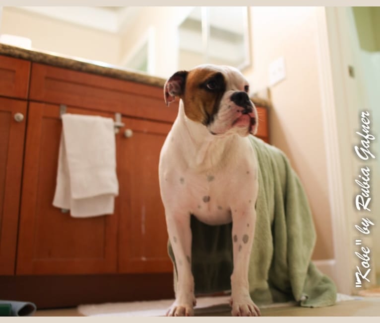 Kobe, a Bulldog and American Pit Bull Terrier mix tested with EmbarkVet.com