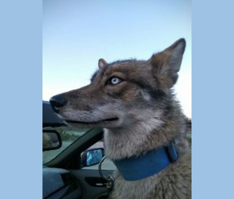 Sneaky, a Siberian Husky and Coyote mix tested with EmbarkVet.com