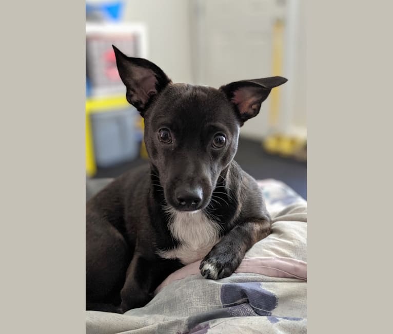 Iggy, a Chihuahua and Rat Terrier mix tested with EmbarkVet.com