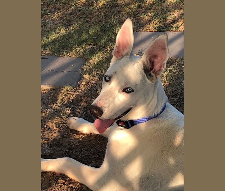 Bull terrier shop shepherd mix