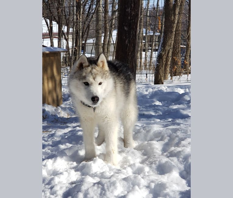 Photo of Pete, a Siberian Husky  in Buffalo, Minnesota, USA