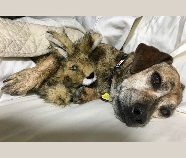 Photo of T-John, a Miniature Pinscher, Boston Terrier, American Eskimo Dog, and Miniature Schnauzer mix in Arkansas, USA
