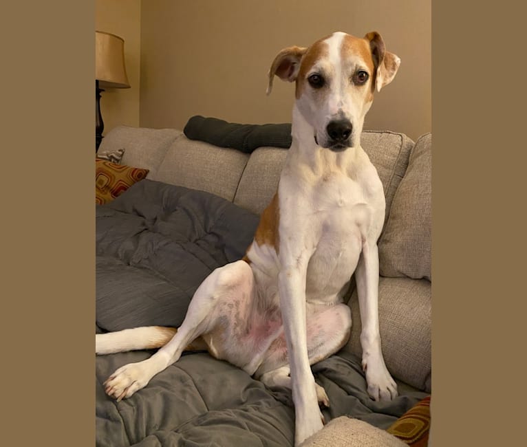 Foxhound store terrier mix