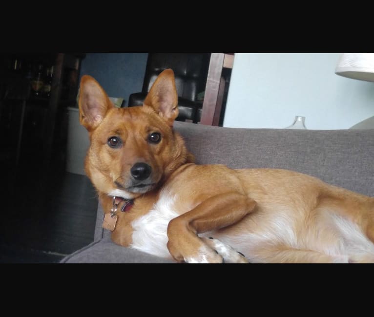 Embark Dog Dna Test Breed