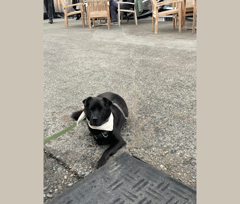 Levi, a Japanese or Korean Village Dog tested with EmbarkVet.com