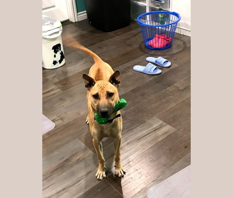 FREEDOM, a Phu Quoc Ridgeback tested with EmbarkVet.com