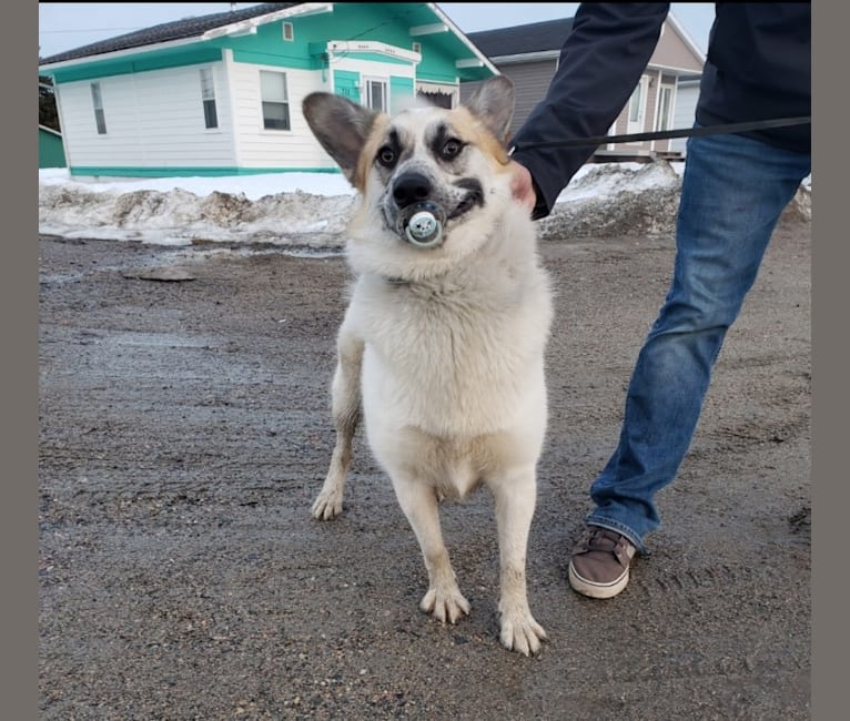 Photo of Hemi, a Siberian Husky, German Shepherd Dog, Pomeranian, and Mixed mix in Poplar Hill, Ontario, Canada