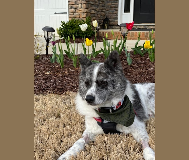 Boogie, an American Eskimo Dog and Australian Cattle Dog mix tested with EmbarkVet.com