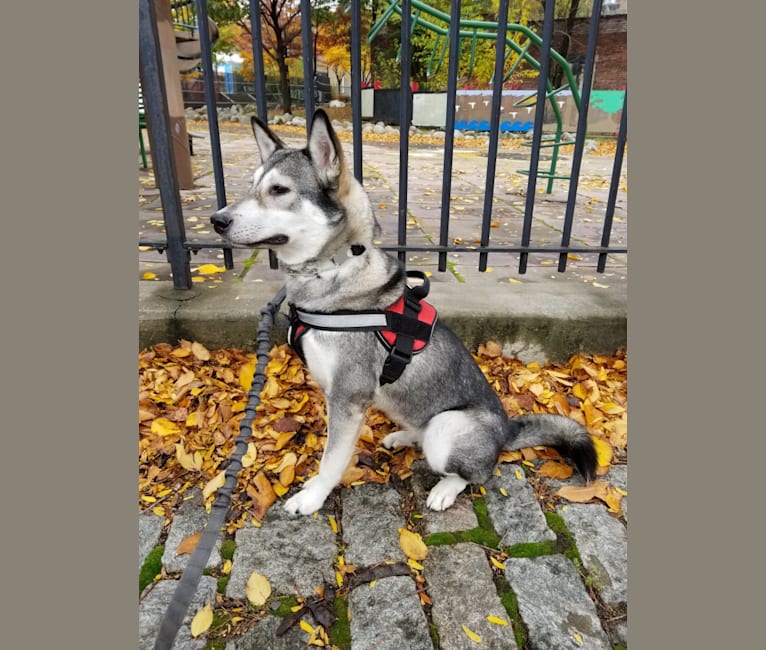 Photo of Xena, a Pungsan  in New York, USA