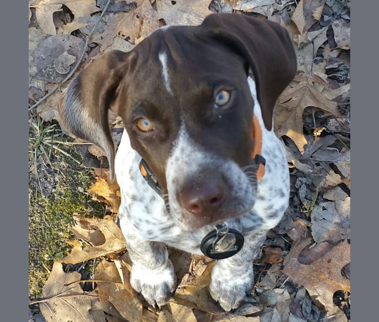 Tucker, a German Shorthaired Pointer tested with EmbarkVet.com