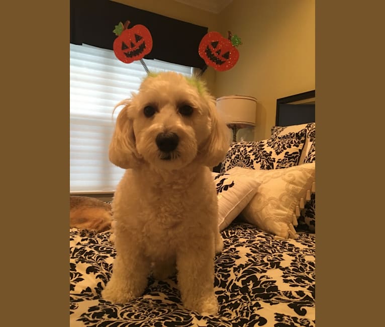 Teddy, a Poodle (Small) and Maltese mix tested with EmbarkVet.com