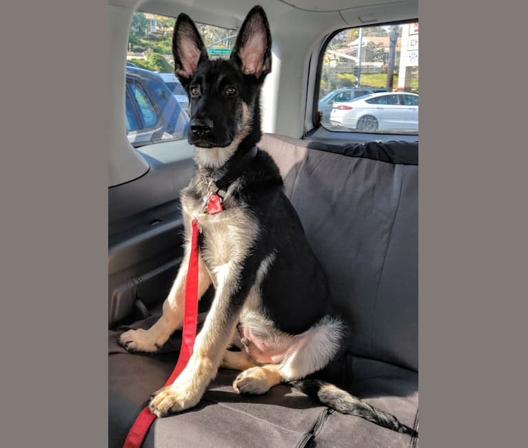 Dante, a German Shepherd Dog tested with EmbarkVet.com