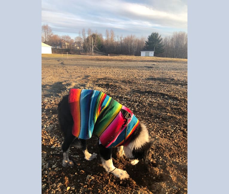 Dingo aka Mr D, a Border Collie and English Springer Spaniel mix tested with EmbarkVet.com