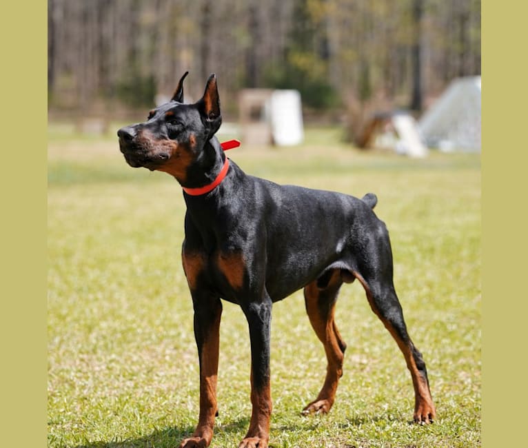 Duke, a Doberman Pinscher tested with EmbarkVet.com