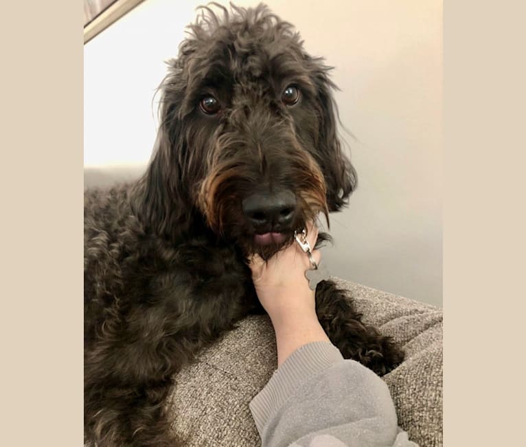 German shorthaired pointer poodle breeder online
