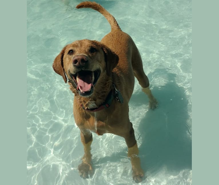 Russell, a Labrador Retriever and American Foxhound mix tested with EmbarkVet.com