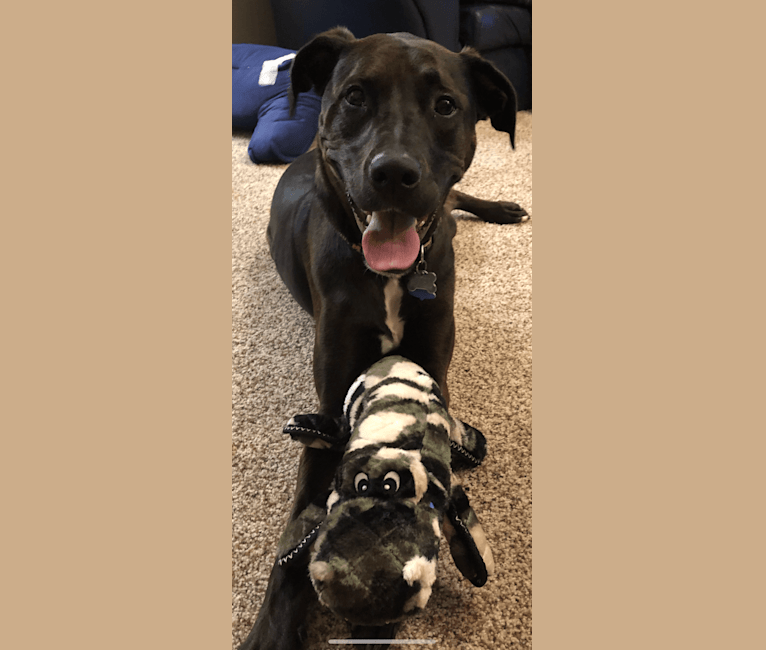 Axel, a Staffordshire Terrier and Rottweiler mix tested with EmbarkVet.com