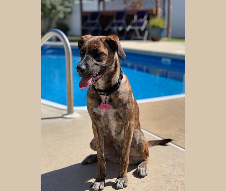 Arya, a Border Collie and Mountain Cur mix tested with EmbarkVet.com