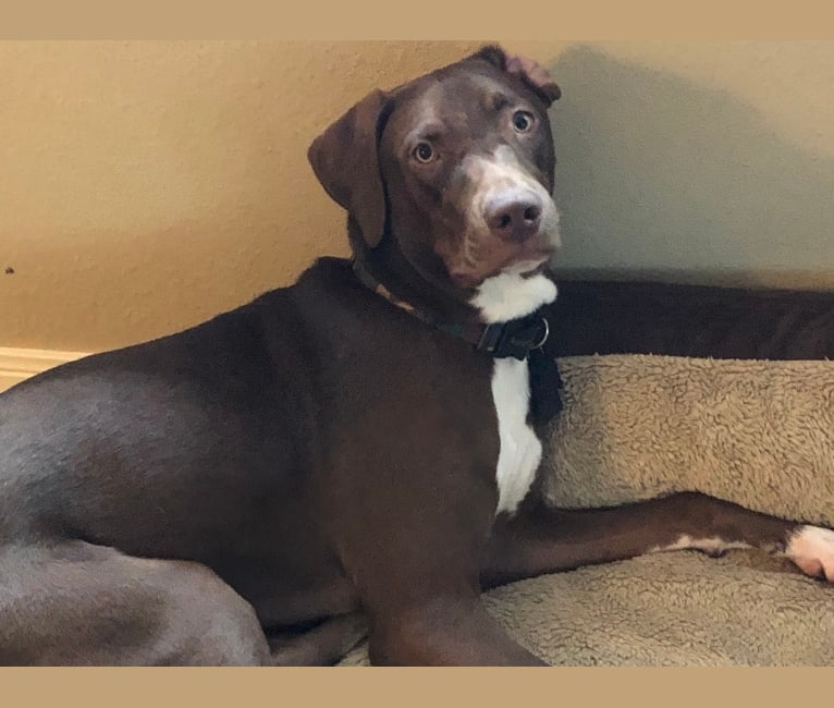 Weimaraner aussie mix hotsell
