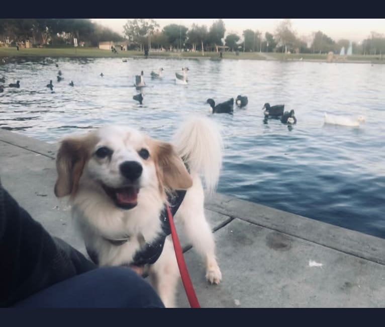 Photo of ZELDA, a Yorkshire Terrier, Cocker Spaniel, Poodle (Small), Pekingese, and Mixed mix in Buena Park, California, USA