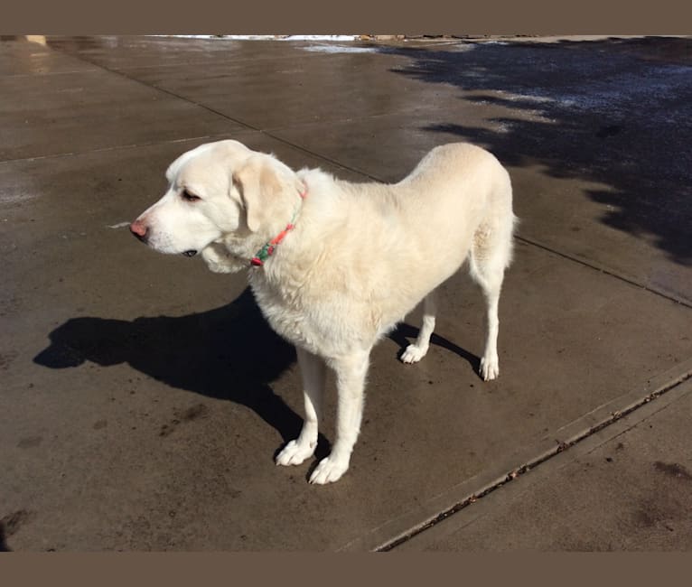 Photo of Pearl, an Anatolian Shepherd Dog and Great Pyrenees mix