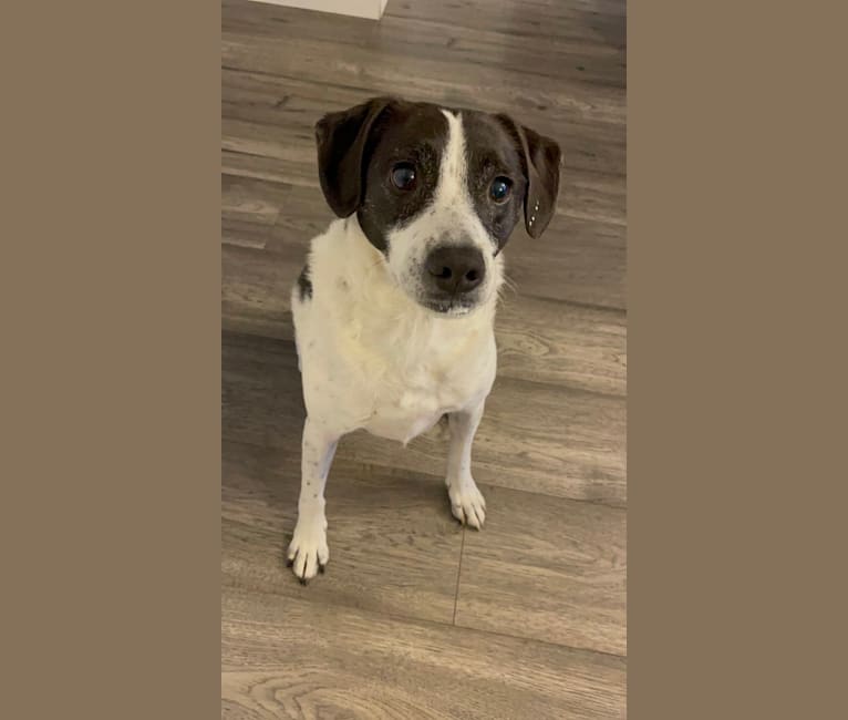 Jack, a Russell-type Terrier and Mountain Cur mix tested with EmbarkVet.com