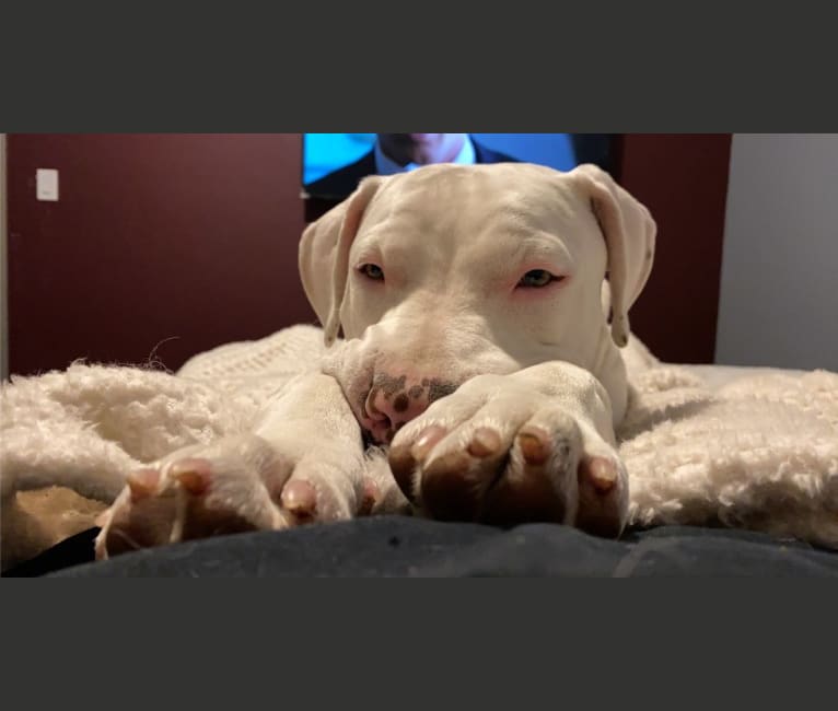 Daryl, an American Pit Bull Terrier and American Staffordshire Terrier mix tested with EmbarkVet.com