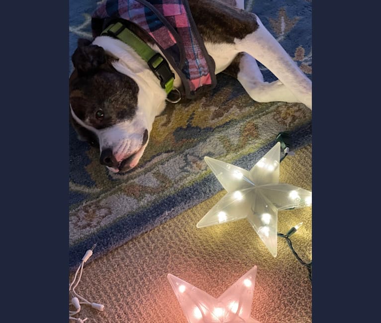 Photo of Ada, an American Staffordshire Terrier, Bulldog, and American Bulldog mix in California, USA