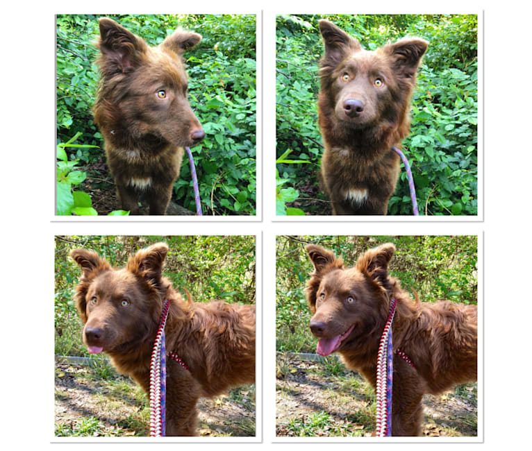 Ruby, a Border Collie and Chinese Shar-Pei mix tested with EmbarkVet.com
