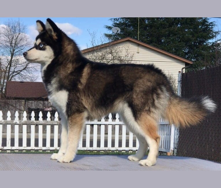 Pomeranian cheap husky adult