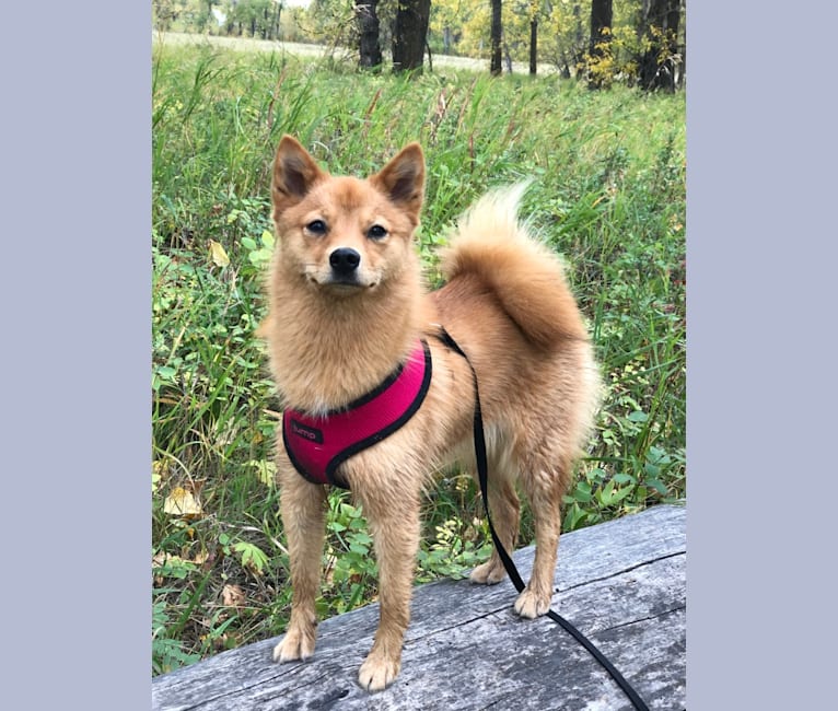 Photo of Fionna the Brave, a Finnish Spitz  in Lethbridge, AB, Canada