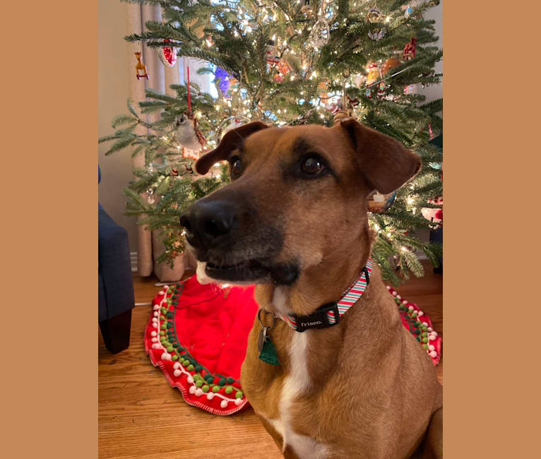 Photo of Tate, an American Pit Bull Terrier, Labrador Retriever, Bulldog, Boxer, and Mixed mix in Huntsville, Alabama, USA