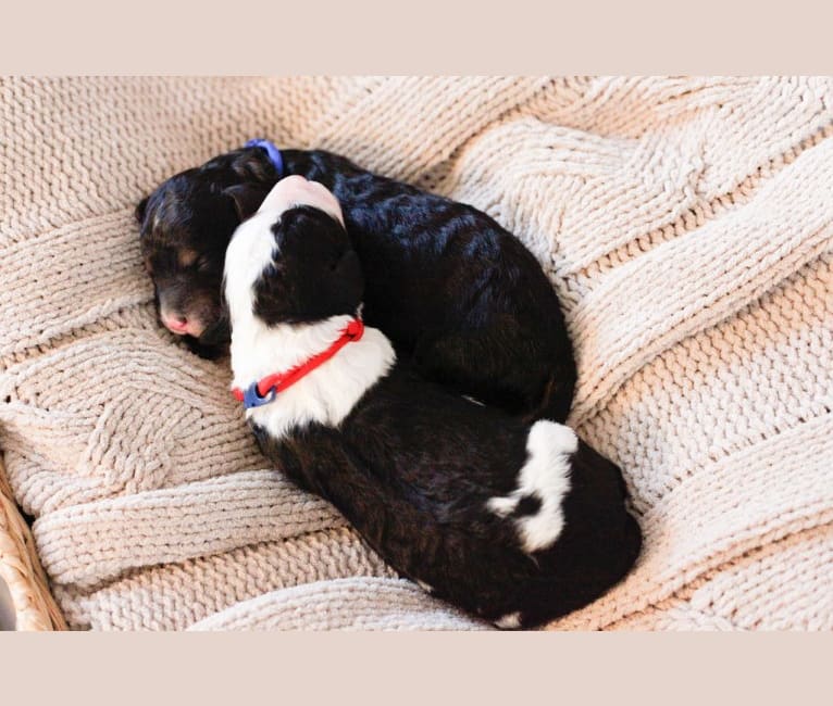 George, a Bernedoodle tested with EmbarkVet.com