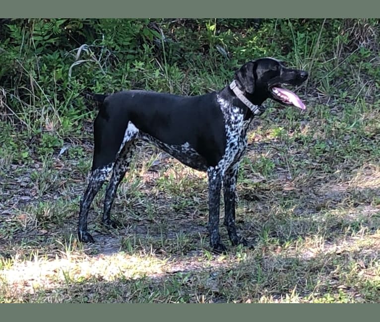 Lillie, a German Shorthaired Pointer tested with EmbarkVet.com