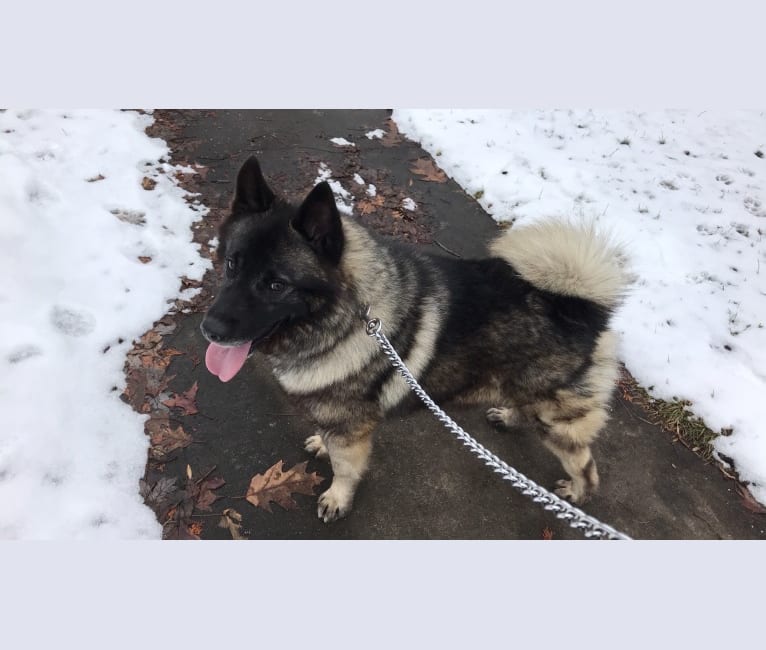 Bear, a Norwegian Elkhound tested with EmbarkVet.com